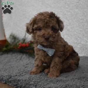 Garfield, Toy Poodle Puppy